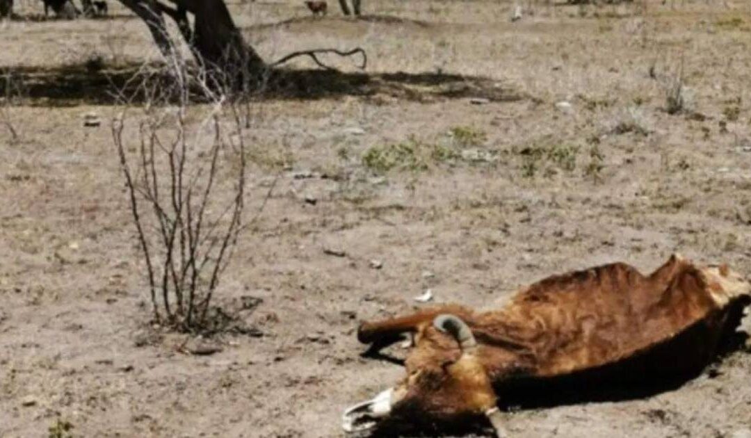 Crisis Climática en Honduras: Alerta Roja en 75 Municipios y la Emergencia por El Niño