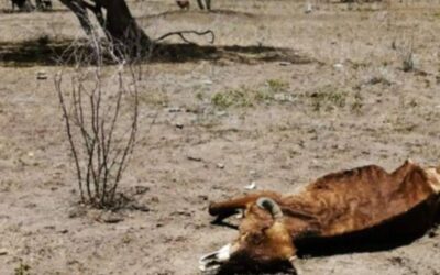 Crisis Climática en Honduras: Alerta Roja en 75 Municipios y la Emergencia por El Niño