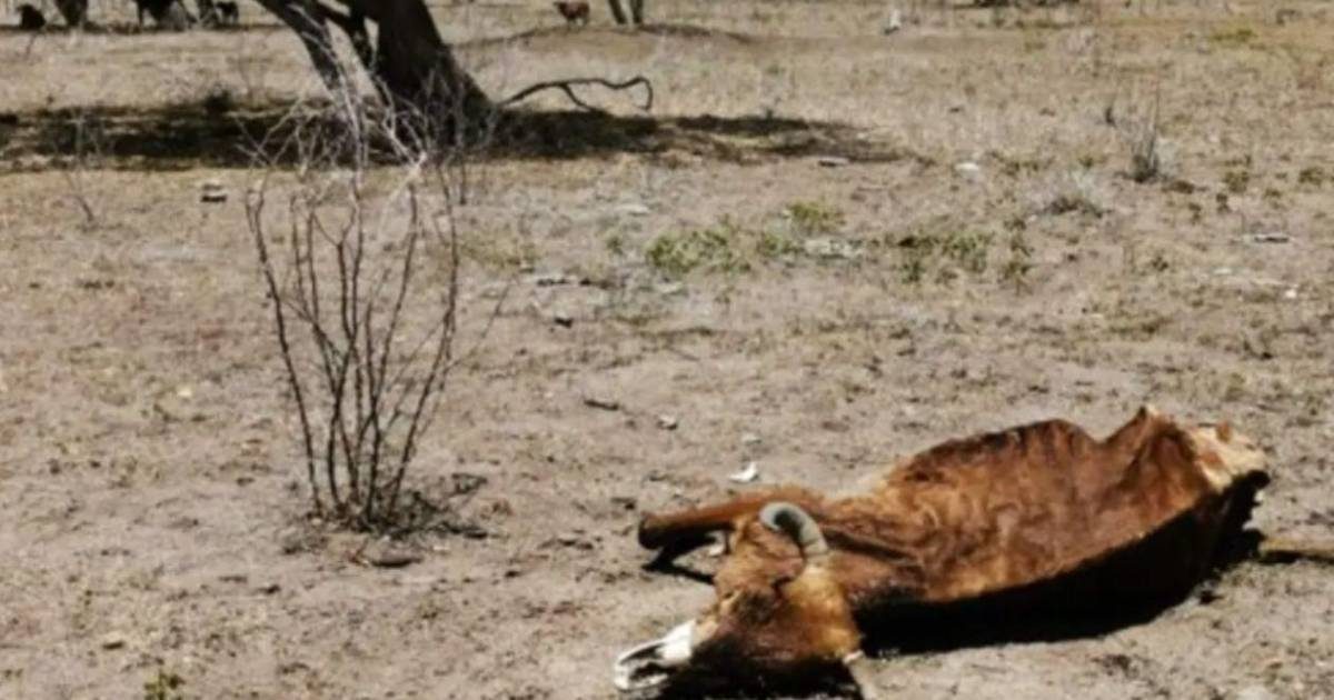Crisis Climática en Honduras: Alerta Roja por sequia en 75 Municipios y la Emergencia por El Niño